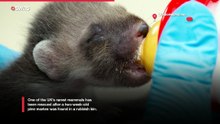 Rare pine marten rescued from Powys rubbish bin
