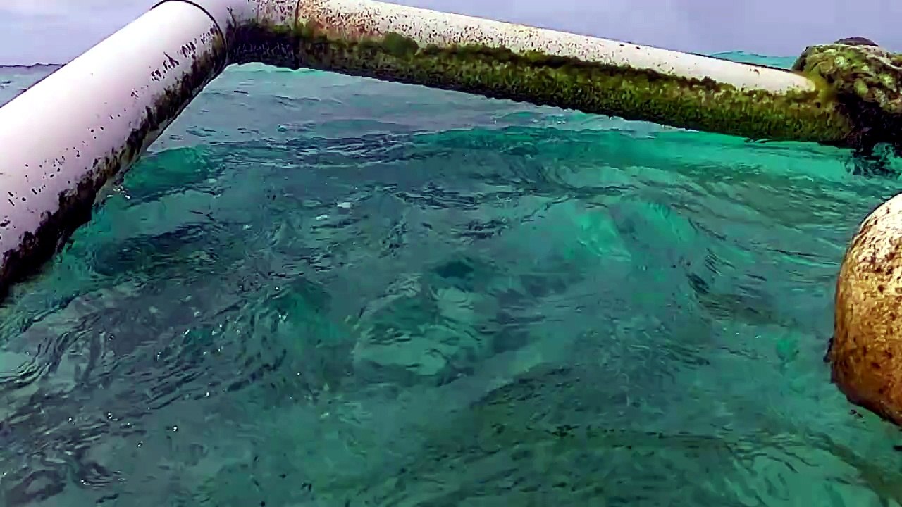 snorkeling Great Barrier Reef
