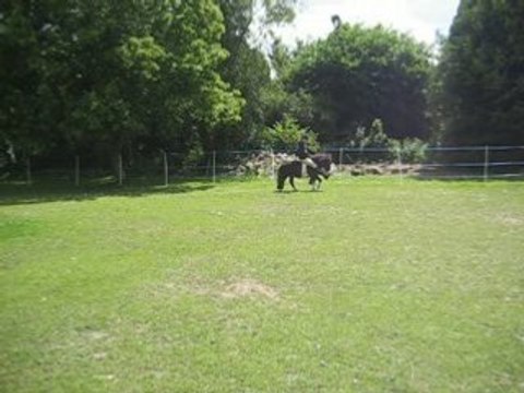 Pas espagnol monté, par imitation