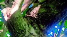 Fbreels viral video #viralreels #comedyreels #cat