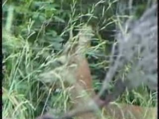 L'unicorno esiste davvero