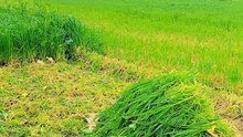 Farming gandu katai video