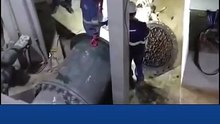 Imagens mostram animal localizado dentro de adutora