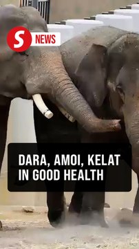 Taiping elephants thrive in Japan, show healthy weight gain
