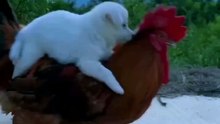 صداقة غير متوقعة: الجرو والديك 🐓🐶