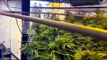 Laboratório de cultivo e refino de maconha alvo de operação