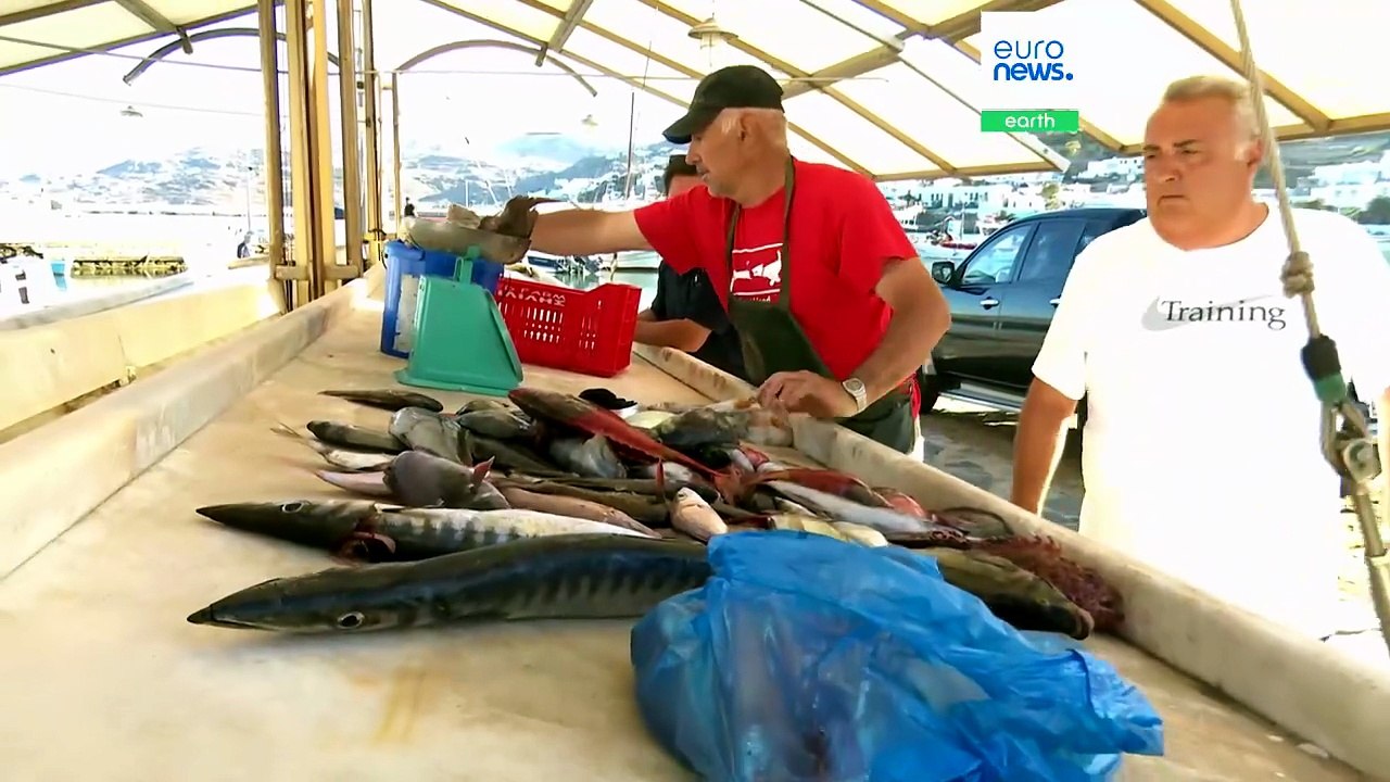 Welche Fische dürfen wir noch essen? Griechenlands neuer Leitfaden