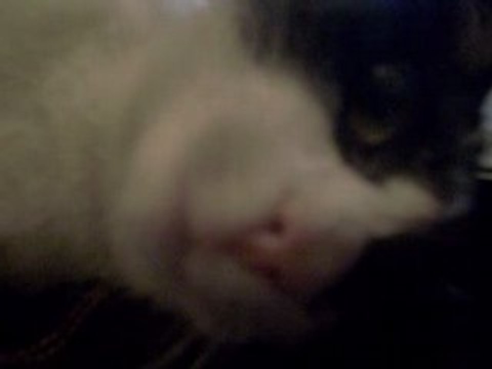 Ella,  la gata de mi hermano