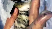 Squishy