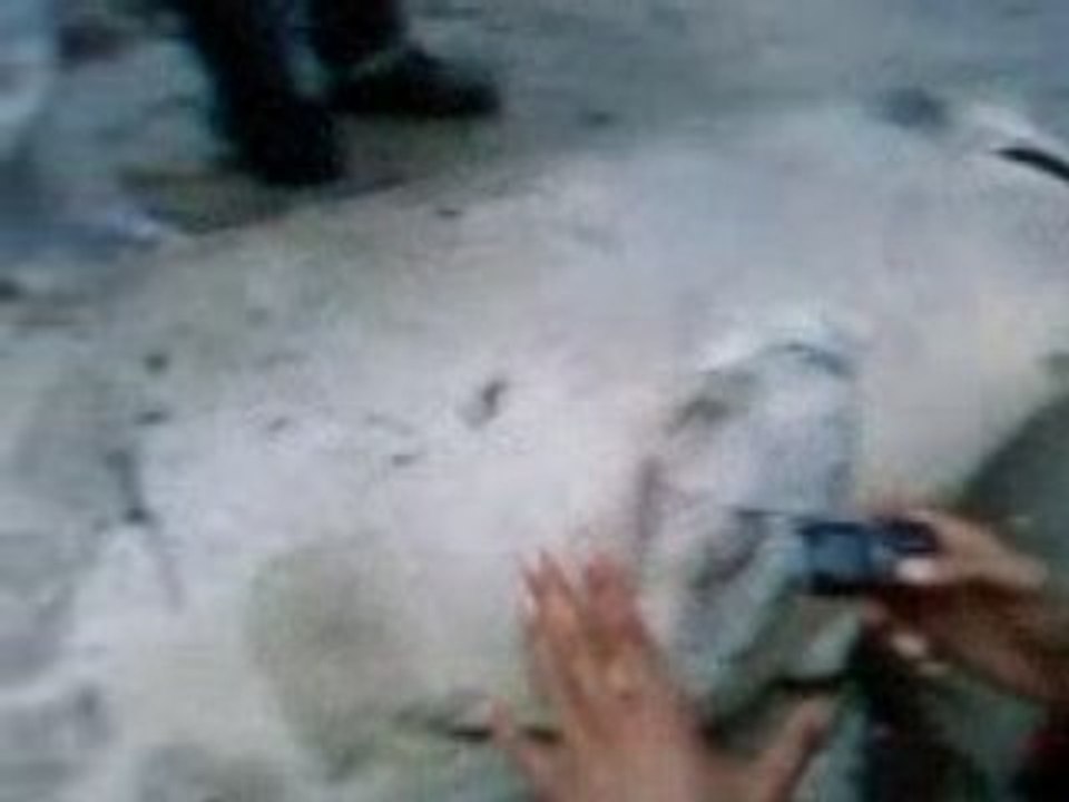 Dophin echouer sur la plage de mosta salamen alg 09-05-2008