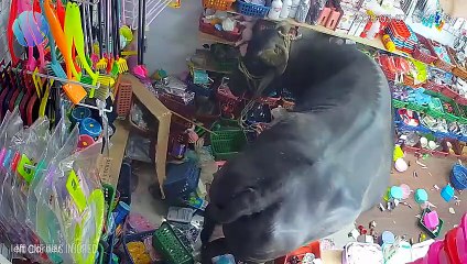 99 Most BRUTAL ANIMAL ATTACKS Caught on Camera