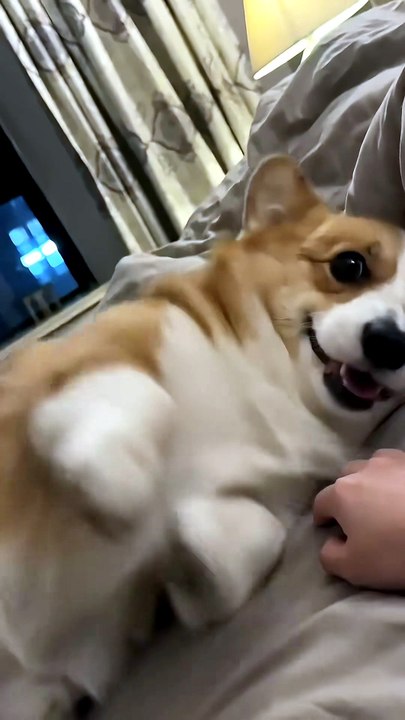 Mon Corgi a la dalle : il réclame des croquettes 😂