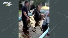 Cavalo é resgatado de dentro de piscina em área rural de Cascavel