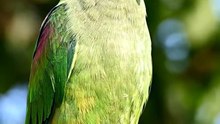 Parrot talking