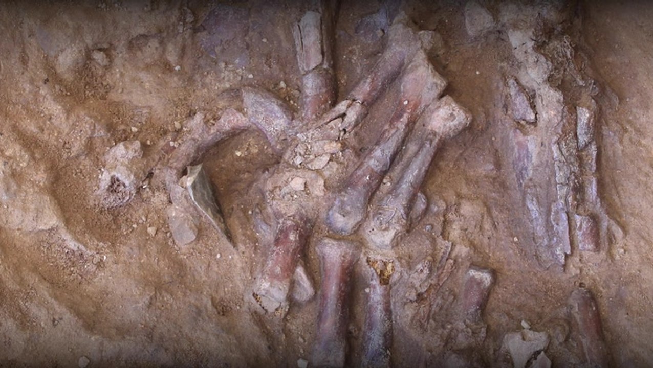 Excavation Reveals Neanderthal Skeleton In Iraq