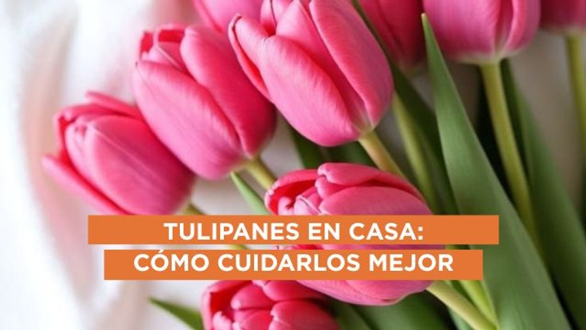 Cómo cuidar tus tulipanes para que duren más tiempo
