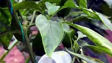 bell pepper