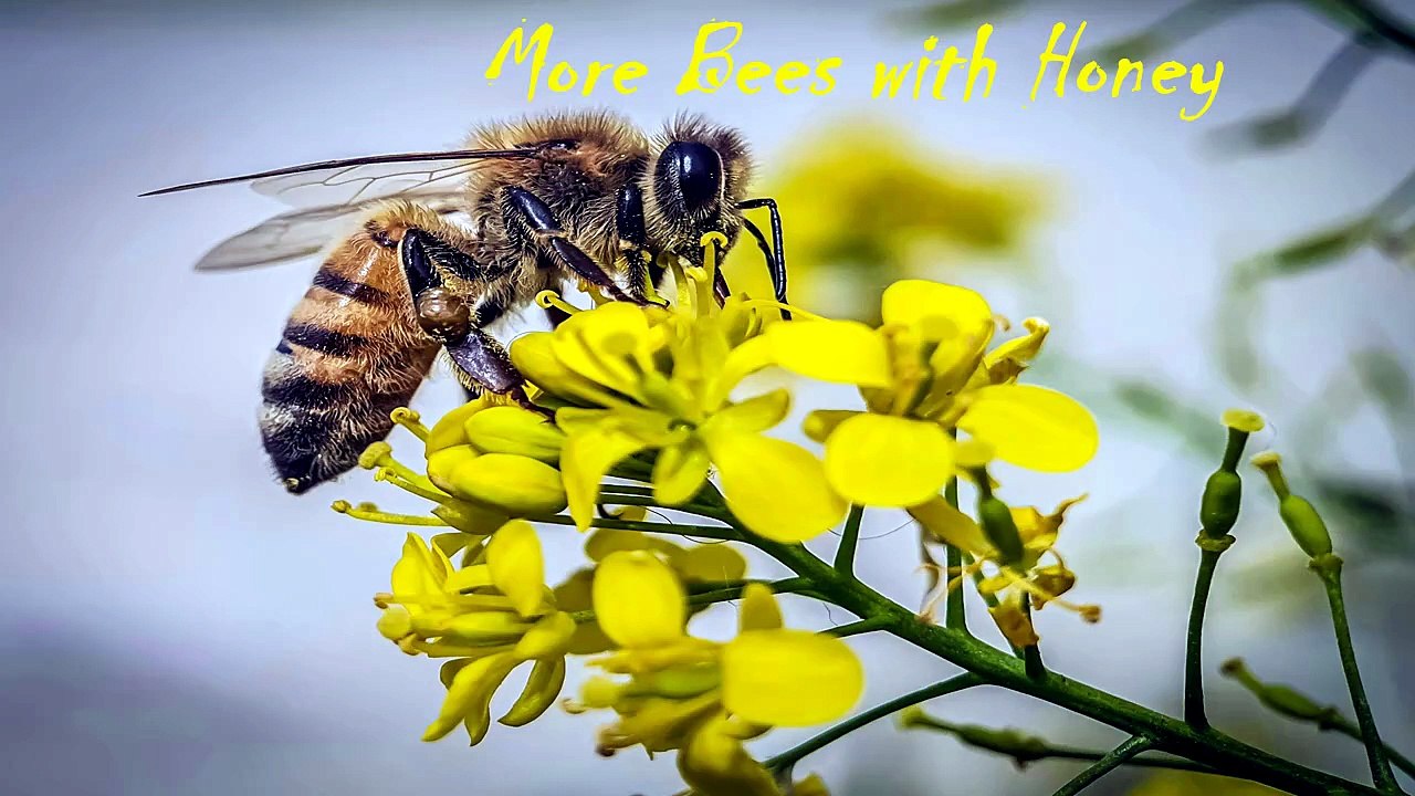 Sean Ferree - More Bees with Honey (Official Music Video)