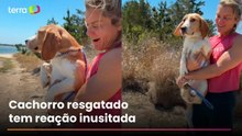 Cachorro resgatado de canil com histórico de maus-tratos nos EUA tem reação emocionante ao ver o mar