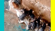 Gatita pasea zarigüeyas bebés