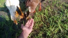 Hungry Ducks Attack My Feet for Food! 🦆😂