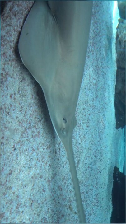 Stingray… a silent glide beneath the waves, embodying the ocean’s elegance 🌊✨