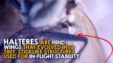 Why Are Flies So Hard To Swat?