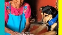 ¿Perrito amasando masa? Video viral divide al internet