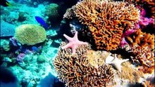 MARINE CREATURES
