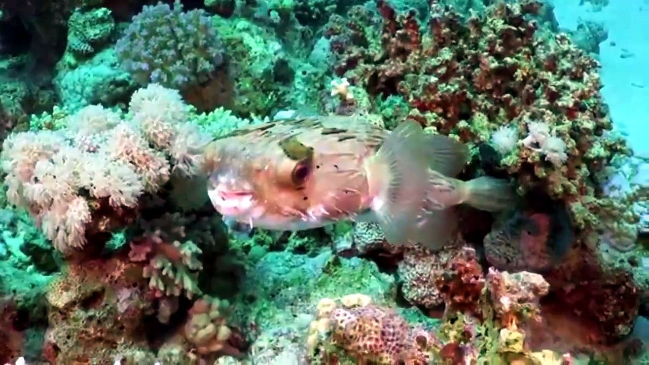 MARINELIFE ANIMALS
