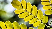 Moringa Leaf | Natureplant