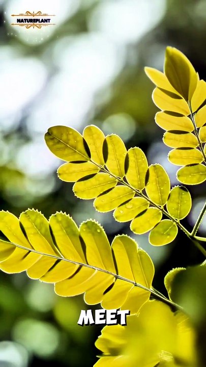 Moringa Leaf | Natureplant