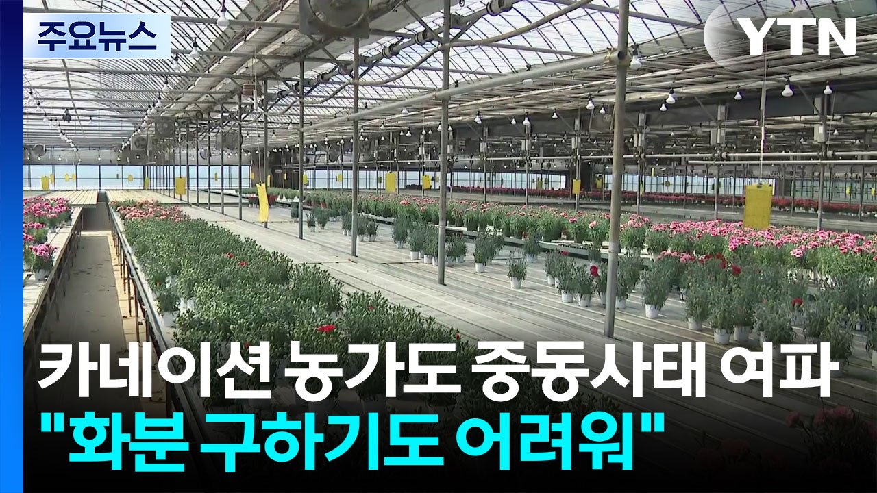 어버이날 특수지만...중동 사태에 카네이션 농가도 불똥 / YTN