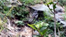 White bellied Bushchat (Saxicola gutturalis)