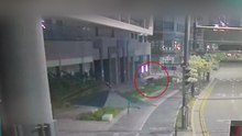 세종시 멧돼지 3마리 출몰...사냥개 풀어 2마리 포획 / YTN