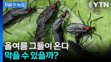 '러브버그 재앙' 막을 수 있을까...서울시, 전면전 선언 [지금이뉴스] / YTN