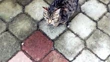 Vcat