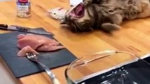 Videos de gatitos hermosos!!