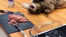 Videos muy divertidos de gatitos !!!