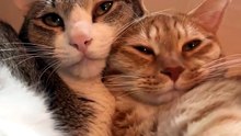 When Two Cats Share the Perfect Relaxing Spot 🥺🐾