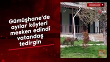Gümüşhane'de ayılar yaylalardan sonra köyleri mesken edindi