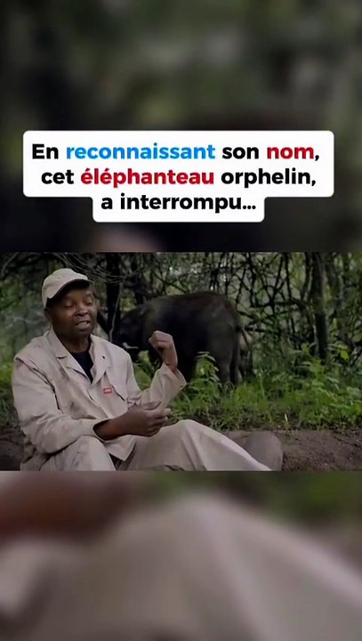 L’amour pour son soigneur de cet éléphant orphelin 💚
