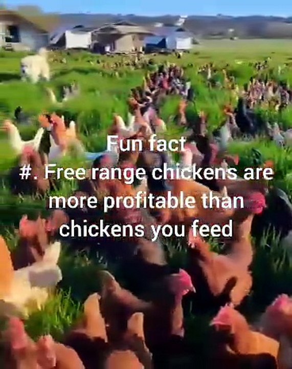 Chicken Fun Facts #7