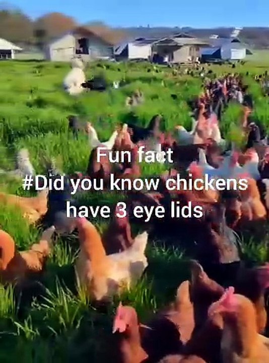 Chicken Fun Facts #4
