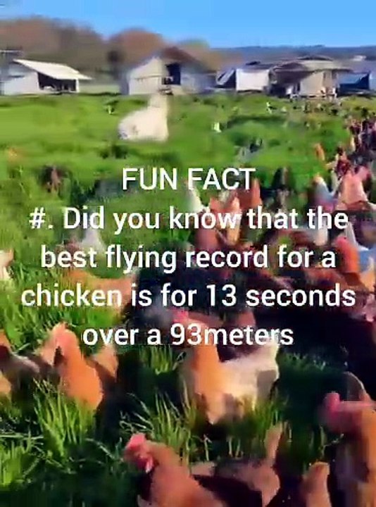 Chicken Fun Facts #3