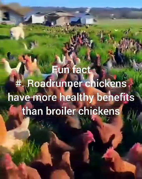 Chicken Fun Facts #1