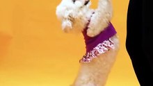 Pourquoi les chiens remuent la queue
