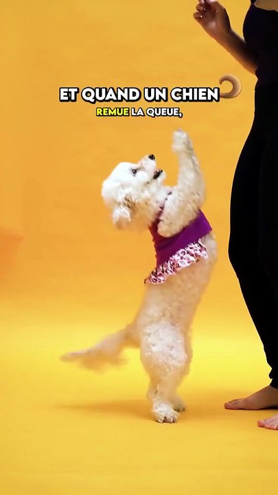 Pourquoi les chiens remuent la queue