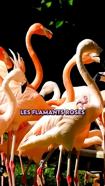 Pourquoi le flamant est rose
