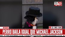 Perro baila como Michael Jackson y la rompe en las redes